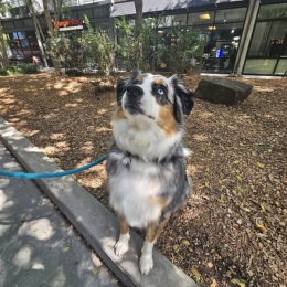 a herding dog looking up