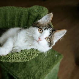 a cute kitty on a cat tree